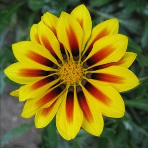 Meet your Posher, Hazlen